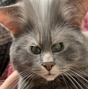 Meet your Posher, Layla